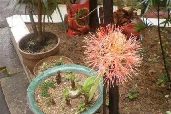 彼岸花春天能种吗，春天的时候可以种植