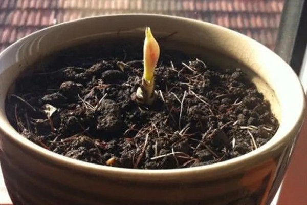 彼岸花春天能种吗，春天的时候可以种植