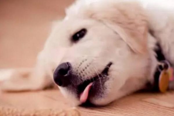 狗狗为什么拉肚子，一般是肠胃异常所致