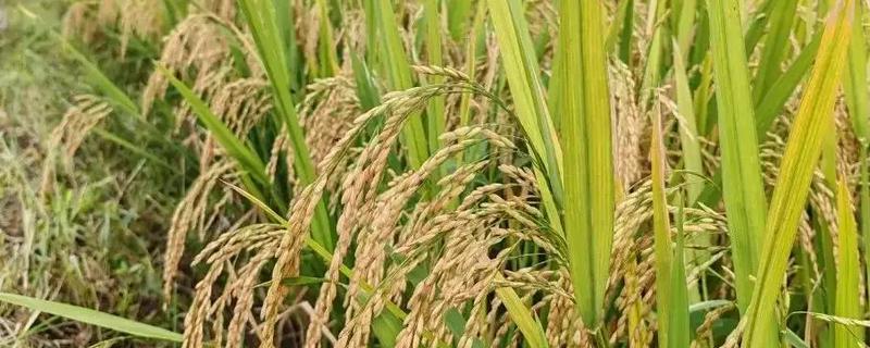 种水稻在什么节气，春季通常为春分、清明和谷雨等节气