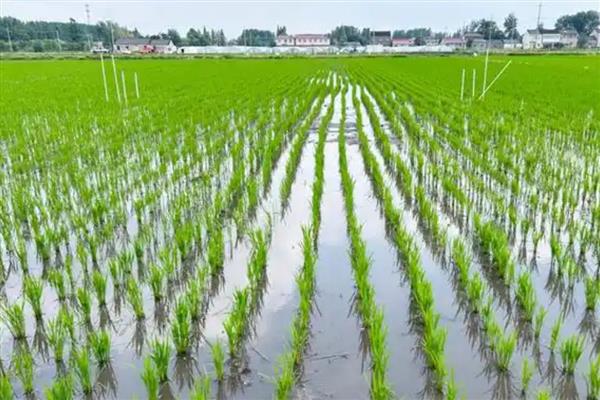 种水稻在什么节气，春季通常为春分、清明和谷雨等节气
