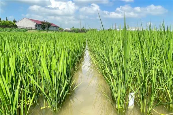 种水稻在什么节气，春季通常为春分、清明和谷雨等节气