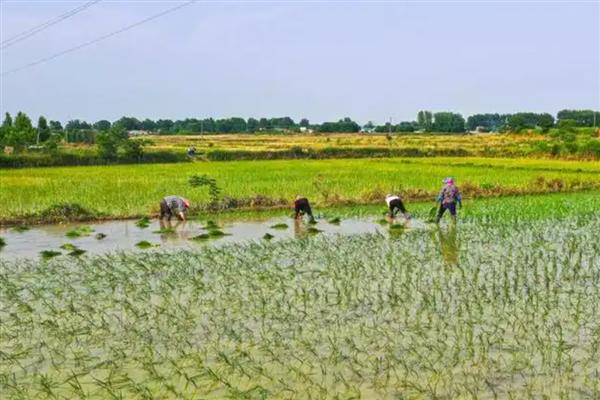 种水稻在什么节气，春季通常为春分、清明和谷雨等节气