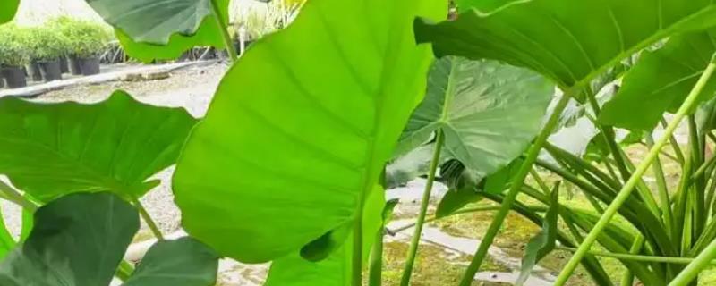 滴水观音植物可以放在家里吗，能放在家里养
