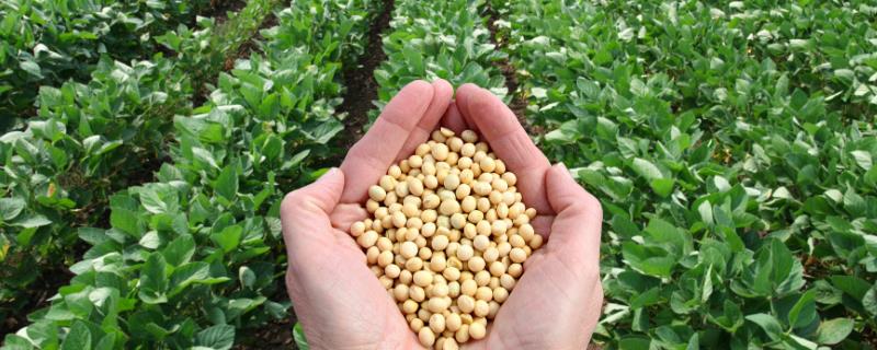 大豆长出多少叶片可以打除草剂，长出3个三出复叶时适合打药