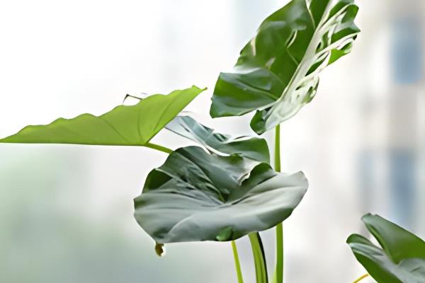 滴水观音植物可以放在家里吗，能放在家里养