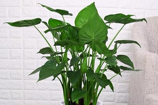 滴水观音植物可以放在家里吗，能放在家里养