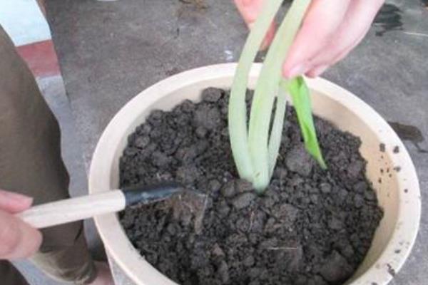 滴水观音植物可以放在家里吗，能放在家里养