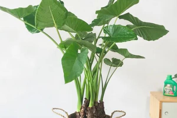 滴水观音植物可以放在家里吗，能放在家里养