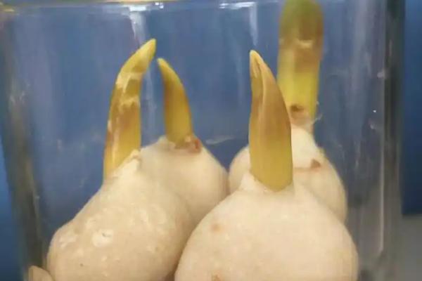 郁金香的施肥方法，生长旺期每隔7天追施一次复合肥