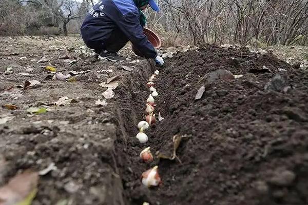 郁金香的施肥方法，生长旺期每隔7天追施一次复合肥