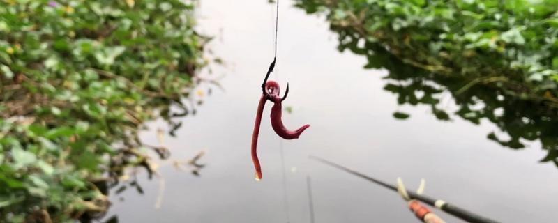 野钓用蚯蚓钓底还是钓浮合适，一般建议钓底