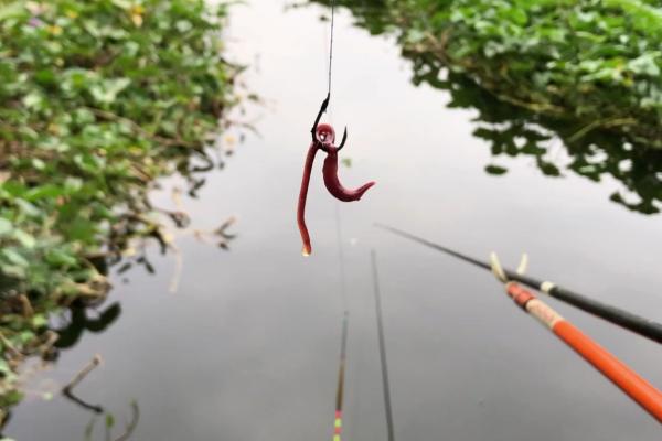 野钓用蚯蚓钓底还是钓浮合适，一般建议钓底