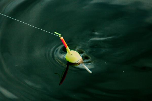 野钓用蚯蚓钓底还是钓浮合适，一般建议钓底