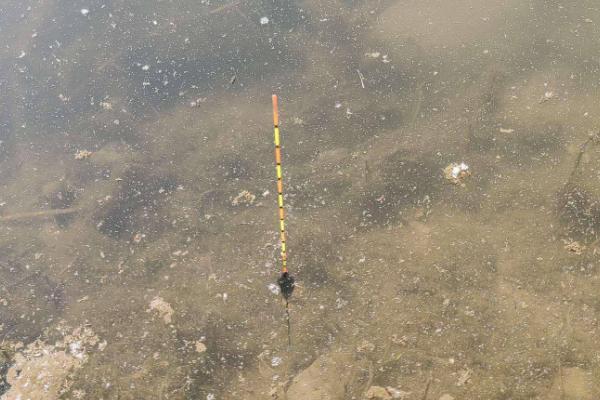 野钓用蚯蚓钓底还是钓浮合适，一般建议钓底