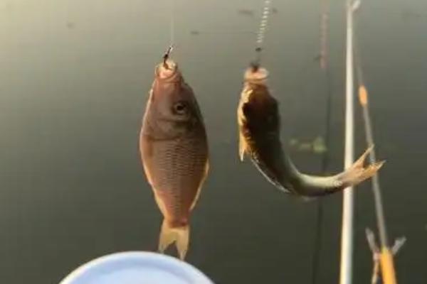 野钓用蚯蚓钓底还是钓浮合适，一般建议钓底