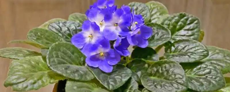 紫罗兰的落花时间，6月份温度上升后开始凋落