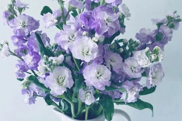 紫罗兰的落花时间，6月份温度上升后开始凋落