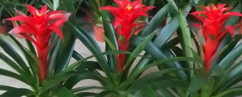 鸿运当头花剪了能不能活，剪了是可以活的
