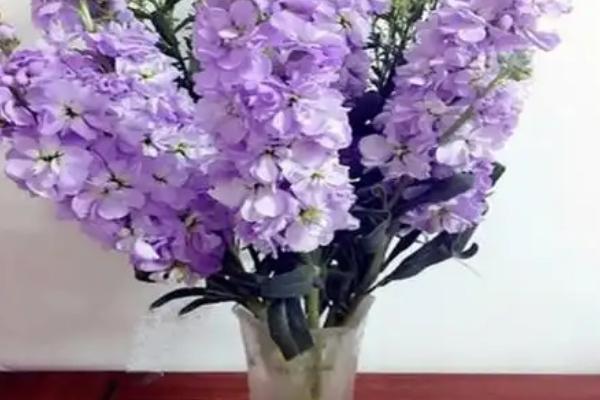 紫罗兰的落花时间，6月份温度上升后开始凋落