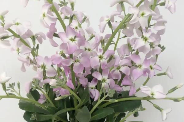 紫罗兰的落花时间，6月份温度上升后开始凋落