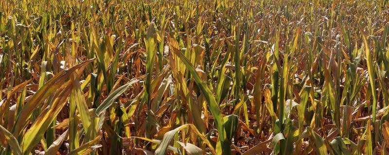 秋玉米如何进行板田免耕栽培，开挖围沟和腰沟可防止田间积水