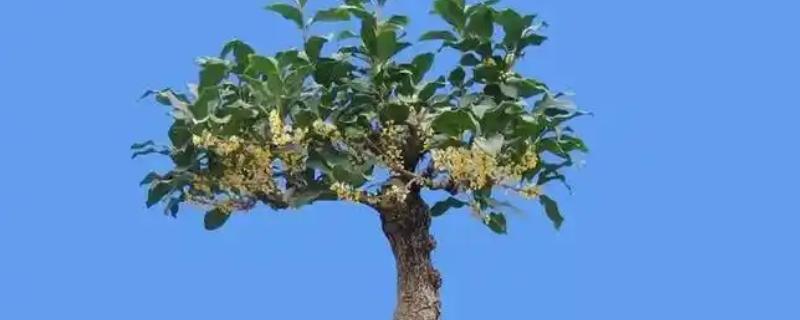 日香桂怎么养殖，多施磷肥可让它持续开花
