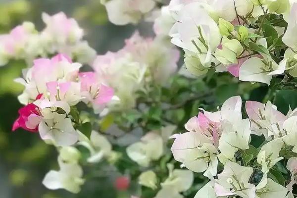 三角梅哪些品种开花勤，绿叶樱花是开花最勤的品种