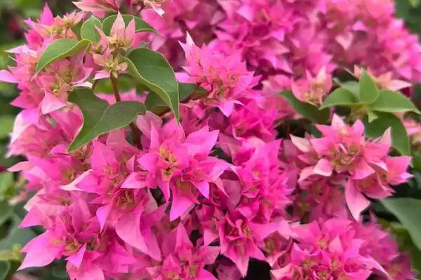 三角梅哪些品种开花勤，绿叶樱花是开花最勤的品种