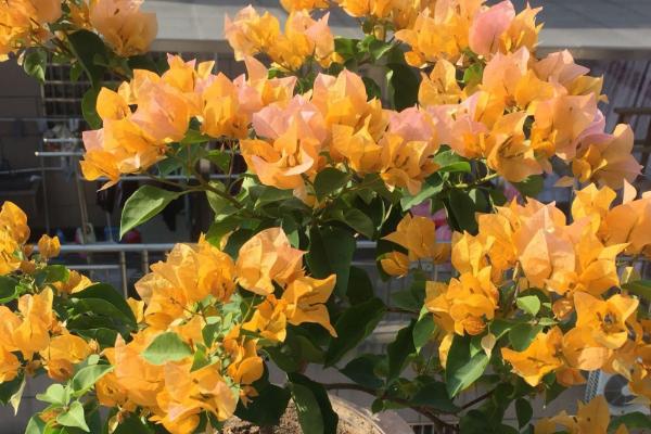 三角梅哪些品种开花勤，绿叶樱花是开花最勤的品种