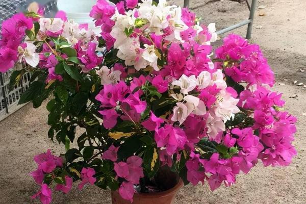三角梅哪些品种开花勤，绿叶樱花是开花最勤的品种
