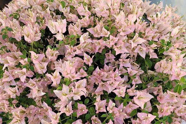 三角梅哪些品种开花勤，绿叶樱花是开花最勤的品种