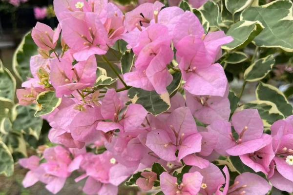 三角梅哪些品种开花勤，绿叶樱花是开花最勤的品种