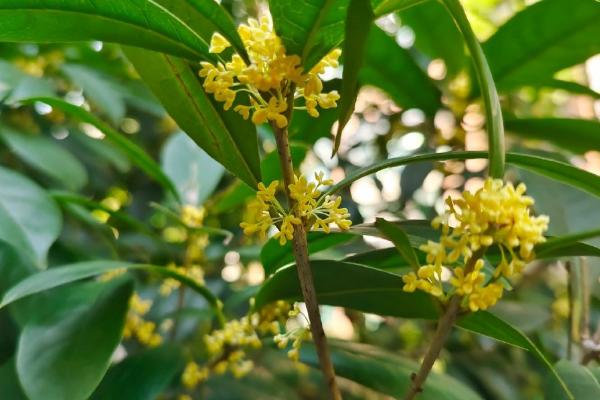 日香桂怎么养殖，多施磷肥可让它持续开花