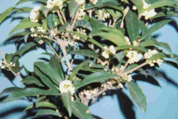 日香桂怎么养殖，多施磷肥可让它持续开花