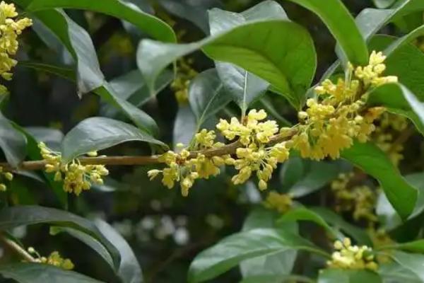 日香桂怎么养殖，多施磷肥可让它持续开花
