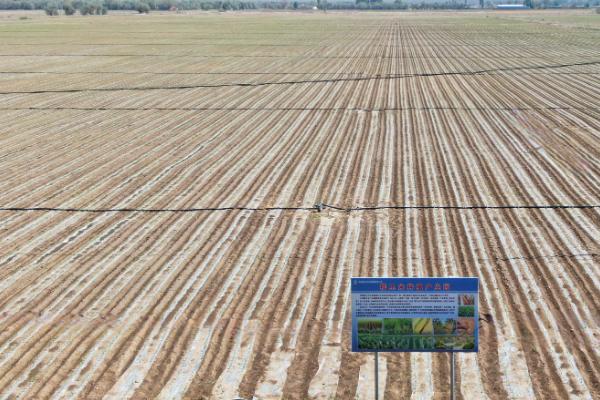 秋玉米如何进行板田免耕栽培，开挖围沟和腰沟可防止田间积水