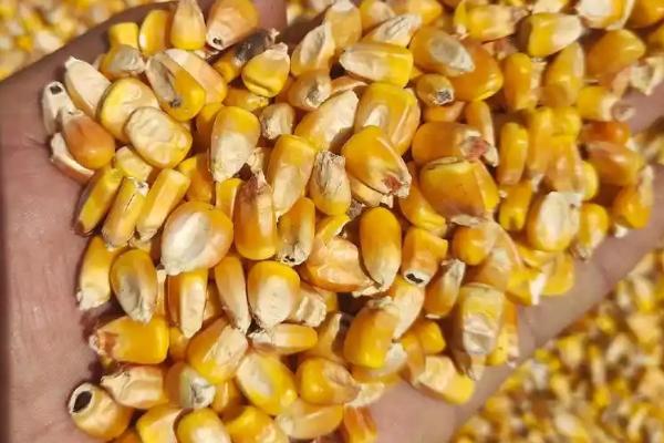 秋玉米如何进行板田免耕栽培，开挖围沟和腰沟可防止田间积水