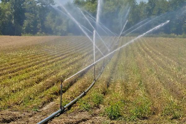 秋玉米如何进行板田免耕栽培，开挖围沟和腰沟可防止田间积水