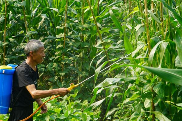 秋玉米如何进行板田免耕栽培，开挖围沟和腰沟可防止田间积水