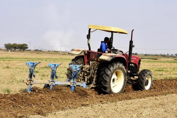 秋玉米如何进行板田免耕栽培，开挖围沟和腰沟可防止田间积水