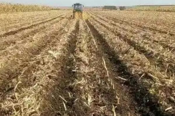 秋玉米如何进行板田免耕栽培，开挖围沟和腰沟可防止田间积水