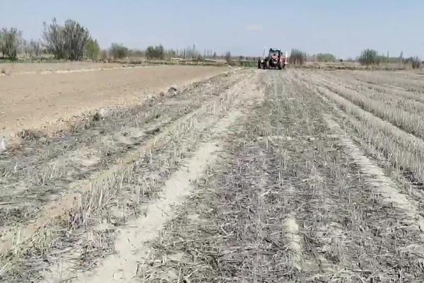 秋玉米如何进行板田免耕栽培，开挖围沟和腰沟可防止田间积水