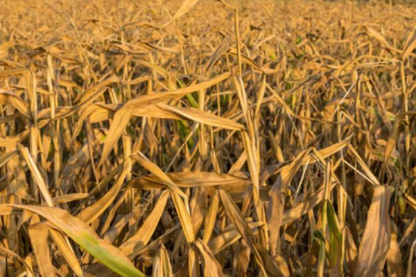 秋玉米如何进行板田免耕栽培，开挖围沟和腰沟可防止田间积水