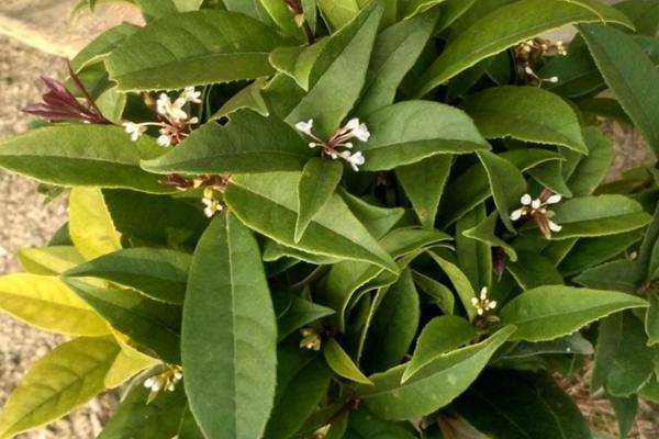 日香桂怎么养殖，多施磷肥可让它持续开花