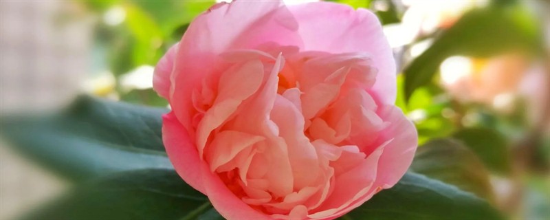 香茶花何时开花,在10月份至次年的5月份