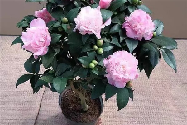 香茶花何时开花,在10月份至次年的5月份