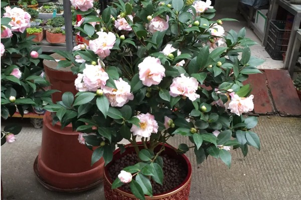 香茶花何时开花,在10月份至次年的5月份