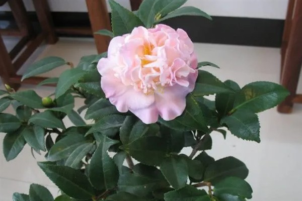 香茶花何时开花,在10月份至次年的5月份
