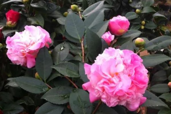 香茶花何时开花,在10月份至次年的5月份